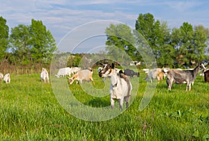 Ukrainian milk goats on a spring pasture