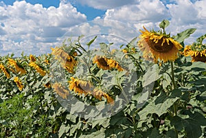 rural landscape with mass of floweing sunflowers against blue cloudy sky