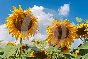 rural landscape with sunflowers against blue cloudy sky