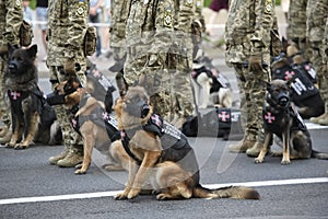 Ukrainian servicemen with dogs during a final rehearsal for the Independence Day military parade in Kyiv, Ukraine