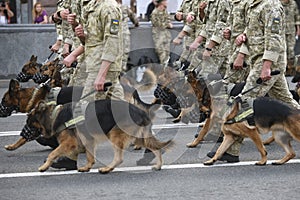 Ukrainian servicemen with dogs during a final rehearsal for the Independence Day military parade in Kyiv, Ukraine