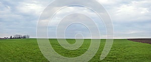 spring landscape with winter crops and sky