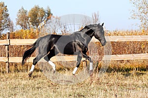 Ukrainian stallion horse breed