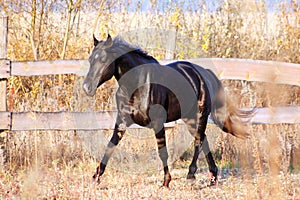 Ukrainian stallion horse breed