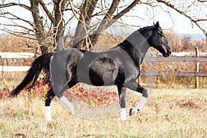 Ukrainian stallion horse breed