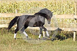 Ukrainian stallion horse breed photo