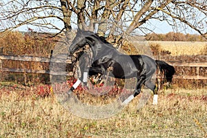 Ukrainian stallion horse breed