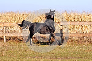 Ukrainian stallion horse breed