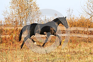 Ukrainian stallion horse breed