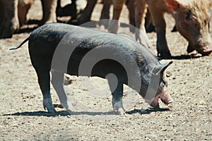 Ukrainian steppe pock-marked breed of pigs