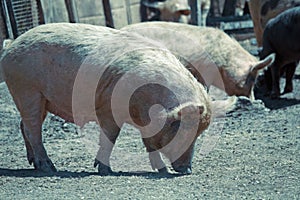 Ukrainian steppe white breed of pig