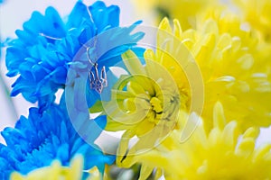 Ukrainian symbol trident on the background of blue and yellow chrysanthemums. War in Ukraine 2022. State coat of arms of