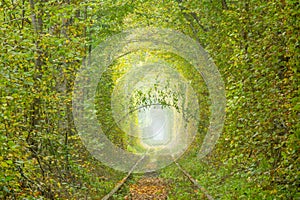 Ukrainian Tunnel of Love in Klevan and a Romantic Twig