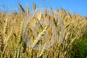 Ukrainian wheat. Close up on wheat field. Wheat field harvest. ukrainian wheat crisis concept