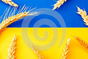 Ukrainian wheat grain symbol with rye ear isolated on blue yellow flag. Yellow blue banner background, flat lay, copy