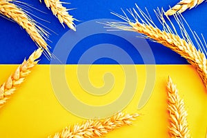 Ukrainian wheat grain symbol with rye ear isolated on blue yellow flag. Yellow blue banner background, flat lay, copy