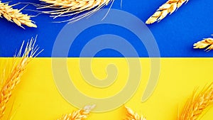 Ukrainian wheat grain symbol with rye ear isolated on blue yellow flag. Yellow blue banner background, flat lay, copy