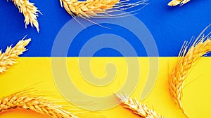 Ukrainian wheat grain symbol with rye ear isolated on blue yellow flag. Yellow blue banner background, flat lay, copy