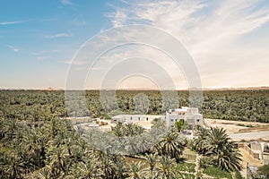 ul view of the date grove from Gebel al-Mawta in Siwa Oasis