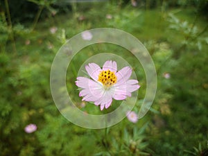 ulam raja flower with pink petals with yellowish spores with green or natural background. kelantan, malaysia.