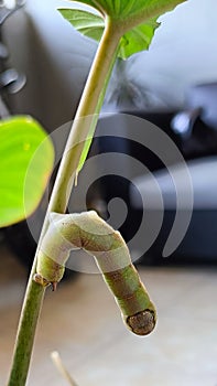 Ulat keket or The caterpillar Attacus atlas