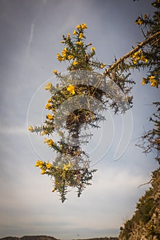 Ulex europaeus flowering in spring