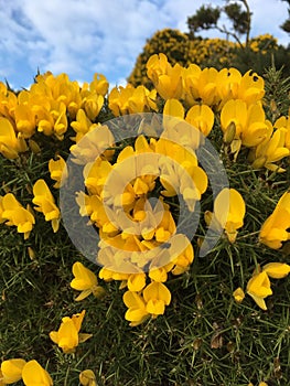 Ulex europaeus, gorse, common gorse