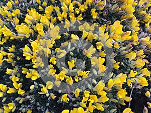 Ulex europaeus, gorse, common gorse