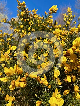 Ulex europaeus, the gorse, common gorse, furze or whin