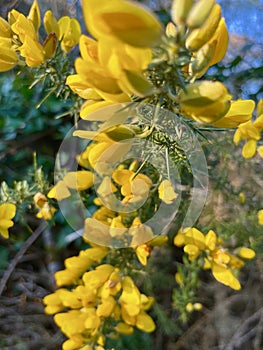 Ulex europaeus, the gorse, common gorse, furze or whin