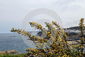 Ulex europaeus, gorse, common gorse, furze or whin plants