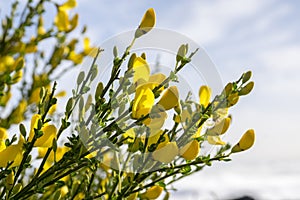 Ulex europaeus shrub in bloom with yellow flowers, against blue sky