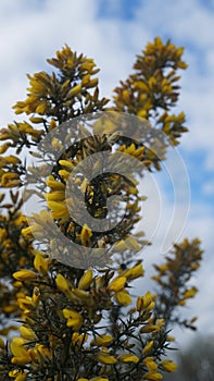 Ulex gorse flowers blooming in early spring in New Zealand