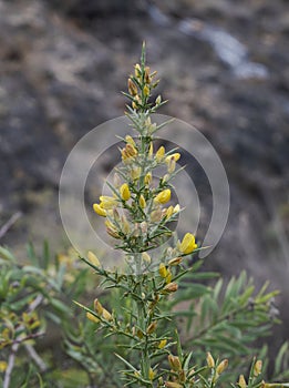 Ulex parviflorus