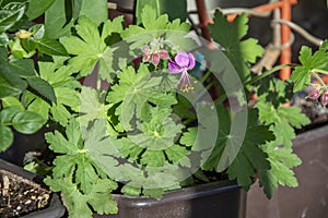 ulgarian geranium - an aromatic plant used in traditional medicine