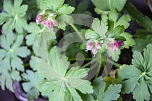 ulgarian geranium - an aromatic plant used in traditional medicine