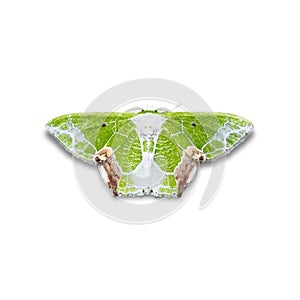 Uliocnemis partita moth