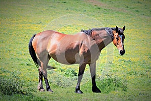 Chestnut brown horse, grazing on open pastureland in Rotherham, South Yorkshire, England. photo
