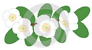 Ulmo (Eucryphia cordifolia) flowers and leaves