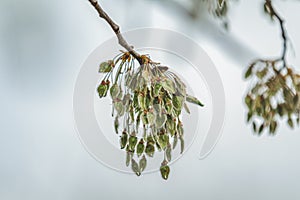 Ulmus laevis variously known as the European white, fluttering, spreading or stately elm. Small leaves and flowers on a tree in