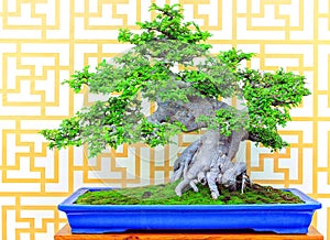 Ulmus parifolia or chinese elm bonsai plant
