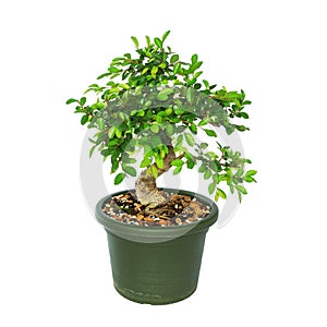 Ulmus parvifolia, chinese elm in training