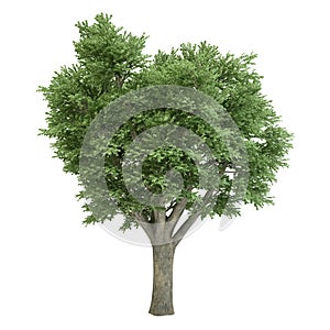 Ulmus Tree Isolated