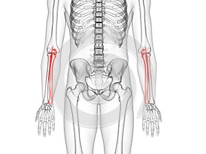 The ulna bone