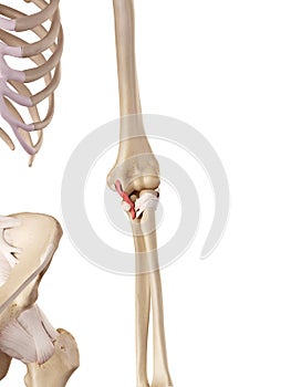 The ulnar collateral ligament posterior