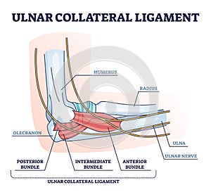 Ulnar collateral ligament or UCL with anatomical structure outline diagram