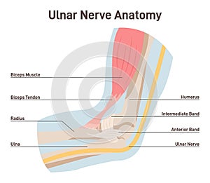 Ulnar nerve anatomy. Human elbow anatomy with bones, muscles