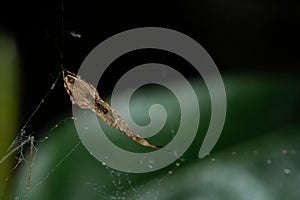 Uloborus walckenaerius photo