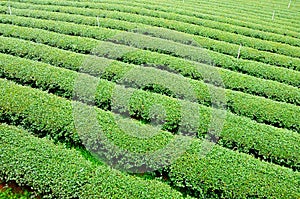 Ulong tea farm