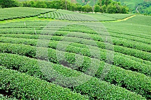 Ulong tea farm